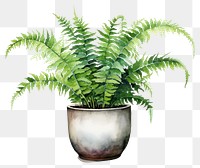 PNG Fern plant leaf houseplant. 