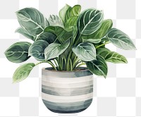 PNG Plant houseplant leaf vase. 