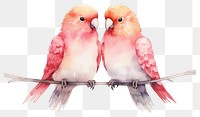 PNG Bird parrot animal love. AI generated Image by rawpixel.