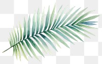 PNG Leaf plant palm leaf pattern. 