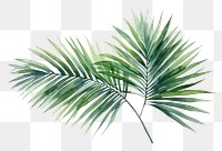 PNG Plant leaf tree backgrounds. 