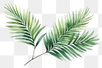 PNG Plant leaf tree fern