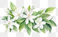 PNG Blossom flower plant petal. AI generated Image by rawpixel.