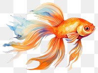 PNG Goldfish animal creativity aquarium. 