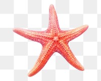 Starfish animal invertebrate echinoderm. 