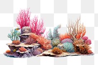 PNG Coral, digital paint illustration.