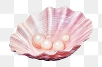 Seashell pearl clam invertebrate