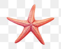 Starfish invertebrate echinoderm shellfish. 