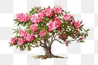 Blossom flower bonsai plant. 