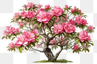 Blossom flower bonsai plant. 