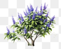 Blossom flower plant lilac. AI generated Image by rawpixel.