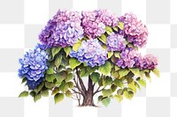 Blossom flower plant lilac. 