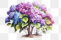 Blossom flower plant lilac. 