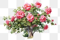 Flower plant petal rose. AI generated Image by rawpixel.