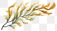 PNG Seaweed plant leaf graphics, digital paint illustration.