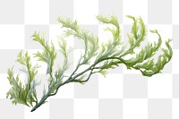 PNG Plant herbs freshness vegetable, digital paint illustration.