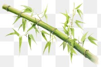 PNG Bamboo plant white background freshness. 