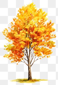 PNG Plant maple tree sunlight. AI generated Image by rawpixel.