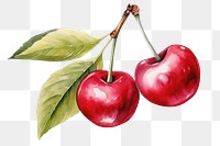 PNG Cherry fruit apple plant. 