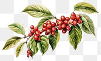 PNG Plant cherry green leaf