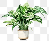 PNG Plant leaf houseplant freshness. 