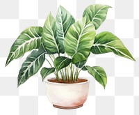 PNG Plant leaf houseplant freshness. 