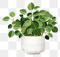 PNG Plant herbs leaf houseplant. 