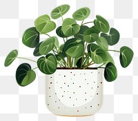 PNG Plant leaf houseplant freshness. 