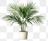 PNG Plant leaf tree houseplant. 