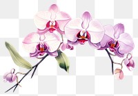 PNG Blossom orchid flower plant. 