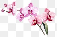 PNG Blossom orchid flower nature. AI generated Image by rawpixel.