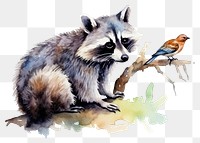PNG Raccoon animal mammal bird. AI generated Image by rawpixel.