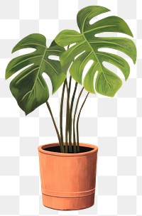 PNG Plant leaf houseplant freshness transparent background