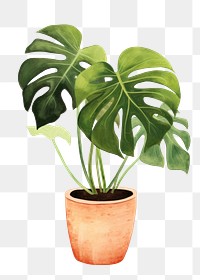 PNG Plant houseplant leaf freshness. 