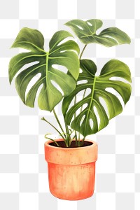 PNG Plant houseplant leaf freshness. 