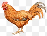 PNG Chicken poultry animal bird. 