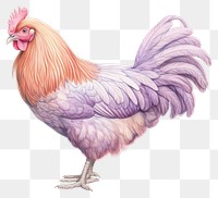 PNG Chicken poultry animal bird. 