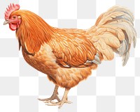 PNG Chicken poultry animal bird. 