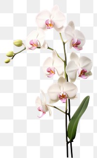 PNG Blossom orchid flower plant. AI generated Image by rawpixel.