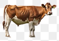 PNG Cow livestock grazing mammal. 