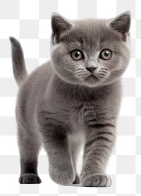 PNG Kitten animal mammal pet. AI generated Image by rawpixel.