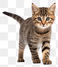PNG Kitten standing animal mammal. 