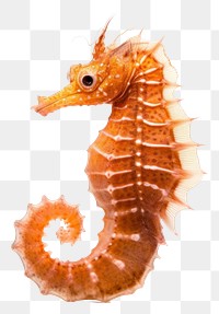 PNG Seahorse animal invertebrate wildlife. 