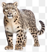 PNG Wildlife leopard cheetah animal. 