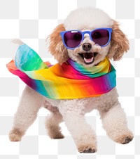 PNG Glasses poodle sunglasses smiling. 