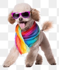 PNG Glasses poodle sunglasses mammal. 