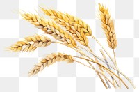 PNG Wheat plant food agriculture