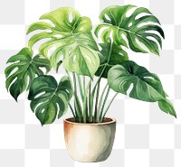 PNG Plant leaf houseplant freshness