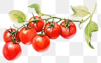 PNG Vegetable tomato fruit plant. 