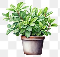 PNG Plant leaf potted plant houseplant